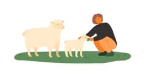 Read more about the article Lamb vs Sheep: What’s the Difference?
