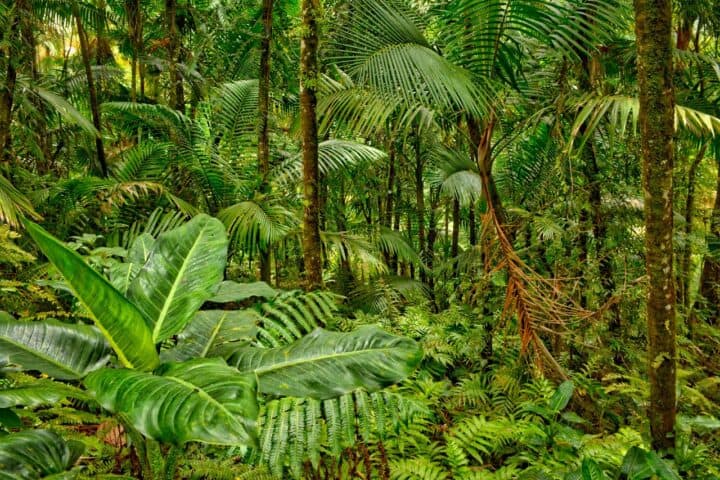 Rainforest vs Jungle: What's the Difference? - Differencely