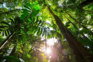 Read more about the article Rainforest vs Jungle: What’s the Difference?