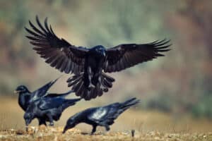 Read more about the article Raven vs Crow: What’s the Difference?
