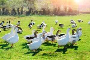 Read more about the article Duck Vs. Goose: What’s The Difference?
