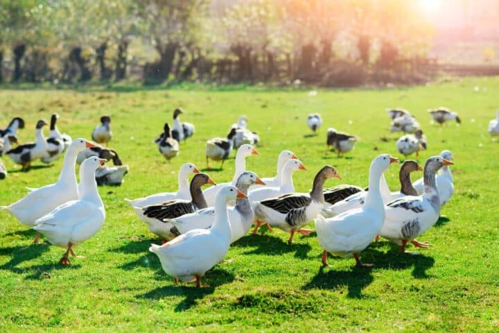 Duck Vs. Goose