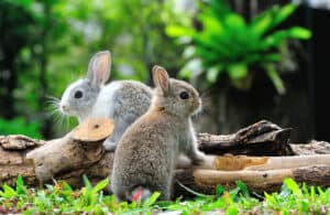 Read more about the article Rabbit vs Bunny: What’s The Difference?