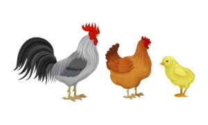 Read more about the article Rooster Vs Hen: What’s The Difference?